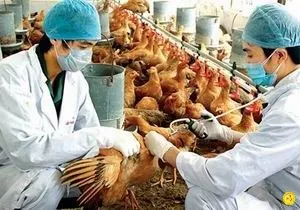 Ảnh: Thủ tướng Chính phủ chỉ đạo tập trung phòng chống cúm gia cầm
