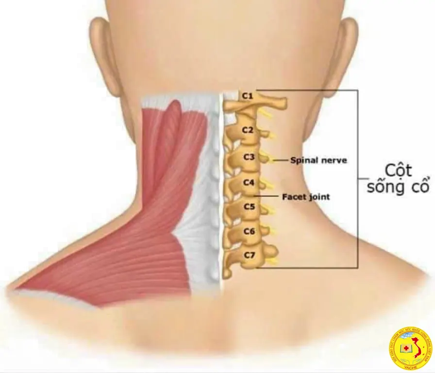 Ảnh: 7 Đốt sống cổ liên quan đến nội tạng.