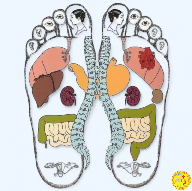 Ảnh: Mối liên hệ giữa đôi chân và nguồn gốc của "vạn bệnh"
