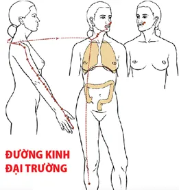 Ảnh: 2 huyệt đạo cải thiện tình trạng táo bón hiệu quả