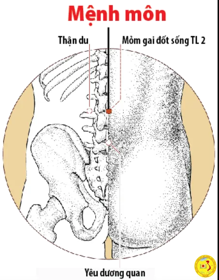 Ảnh: Ba huyệt đạo quan trọng hỗ trợ xuất tinh sớm