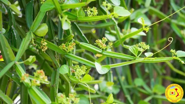 Ảnh: Lựa chọn mới trong chăm sóc sức khoẻ xương khớp
